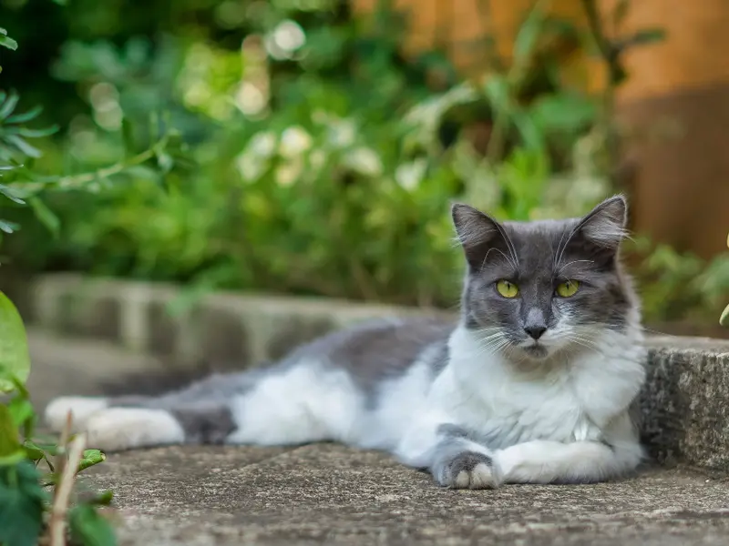 Zone de relaxare: Chiar și un mic colț cu scaun sau bancă poate transforma grădina într-un loc de odihnă