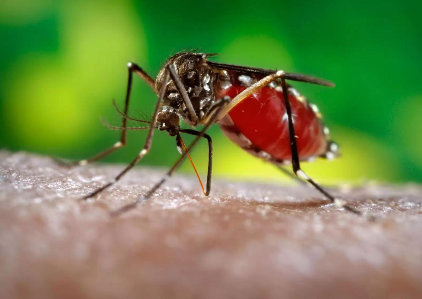Şapte cazuri au fost confirmate în România cu infecţia cu virusul West Nile. Trei oameni au murit