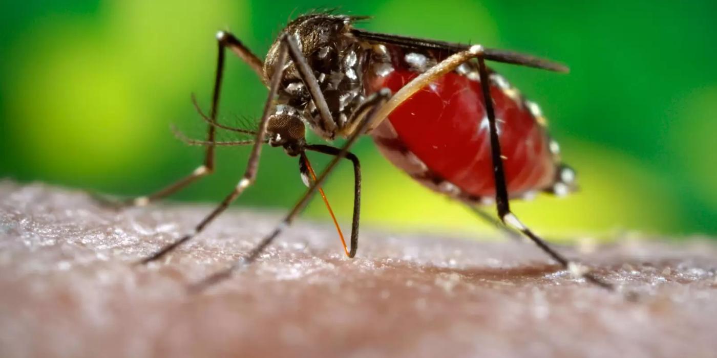 Şapte cazuri au fost confirmate în România cu infecţia cu virusul West Nile. Trei oameni au murit