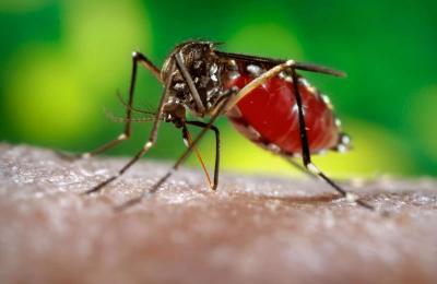 Şapte cazuri au fost confirmate în România cu infecţia cu virusul West Nile. Trei oameni au murit