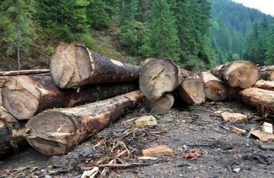 Polițiștii din Huedin au descoperit, săptămâna trecută, un transport ilegal de lemne