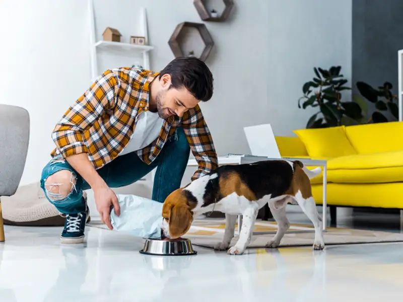 Mâncare câini premium, super-premium și ultra-premium. Caracteristici și recomandări