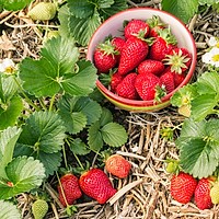 Cum să plantezi căpșuni în grădină pentru o recolta delicioasă. Sfaturi esențiale despre plantare, îngrijire și întreținere