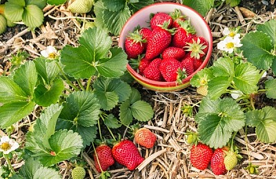 Cum să plantezi căpșuni în grădină pentru o recolta delicioasă. Sfaturi esențiale despre plantare, îngrijire și întreținere