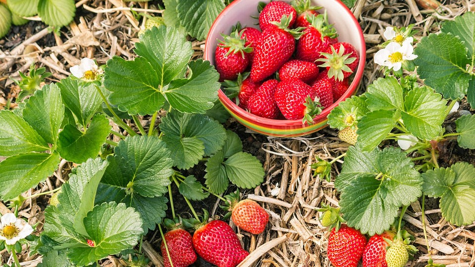 Cum să plantezi căpșuni în grădină pentru o recolta delicioasă. Sfaturi esențiale despre plantare, îngrijire și întreținere