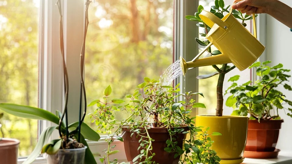 Cât de des trebuie să udăm plantele în ghiveci din apartament. Reguli simple pentru plante sănătoase