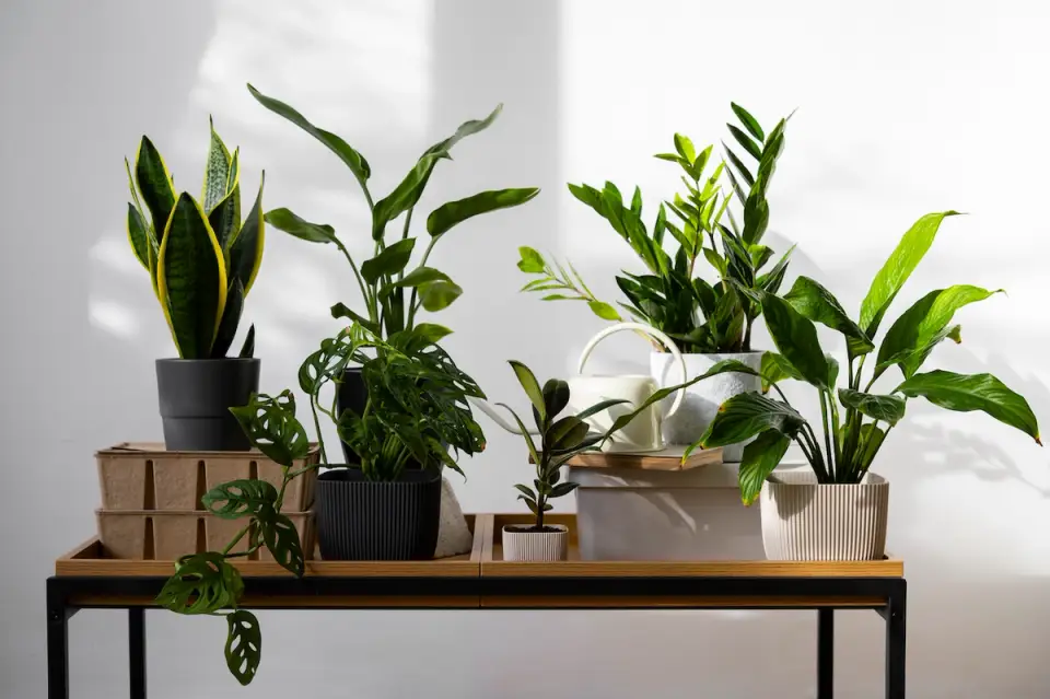 Indoor Plants that Improve Air Quality: The Best Options for a Healthy Home Environment
