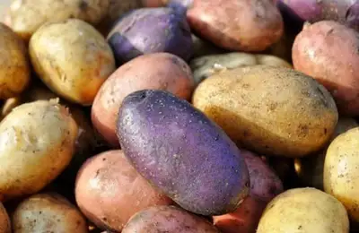 Ce să plantezi în februarie (și alte lucrări de făcut în grădină în această lună)