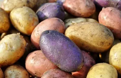 Ce să plantezi în februarie (și alte lucrări de făcut în grădină în această lună)