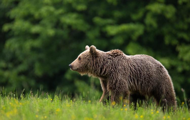 Un urs a fost semnalat, duminică seara, între Ghirișu Român și Mociu, județul Cluj
