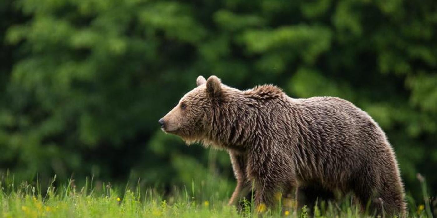 Un urs a fost semnalat, duminică seara, între Ghirișu Român și Mociu, județul Cluj
