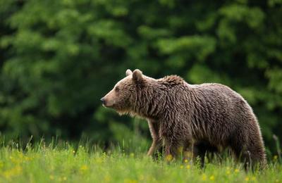 Un urs a fost semnalat, duminică seara, între Ghirișu Român și Mociu, județul Cluj