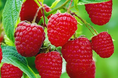 Zmeurul o delicatesa printre fructele de padure