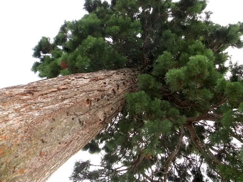 Cum se planteaza Sequoia Gigantea? (VIDEO)