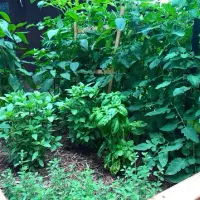 Top 5 plante care alungă dăunătorii din grădină