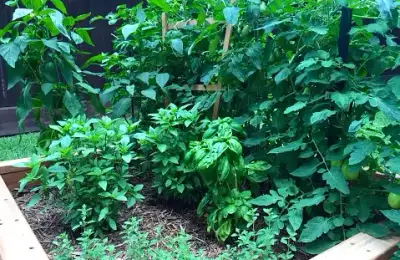 Top 5 Plants That Repel Pests From the Garden