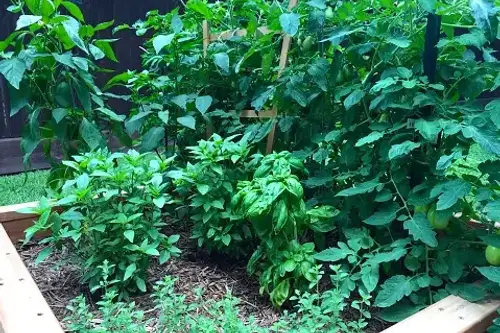 Top 5 plante care alungă dăunătorii din grădină