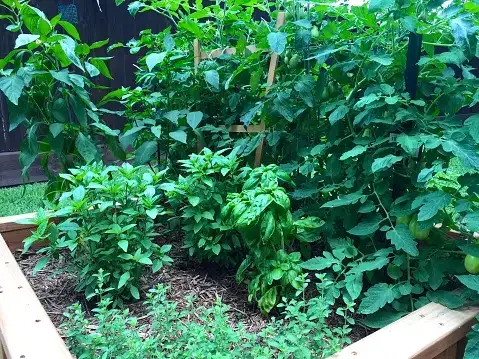 Top 5 plante care alungă dăunătorii din grădină