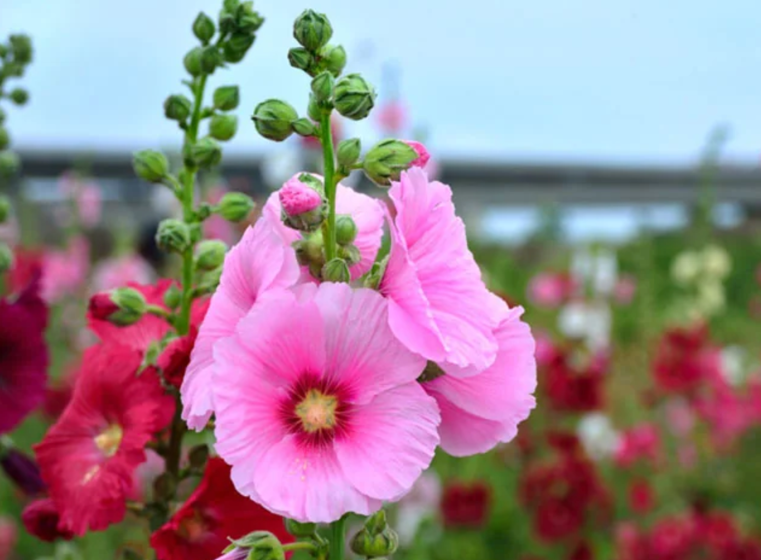 Cum să plantezi și să crești nalbe de grădină înalte. Reginele rustice ale grădinii de vară