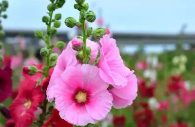 Cum să plantezi și să crești nalbe de grădină înalte. Reginele rustice ale grădinii de vară