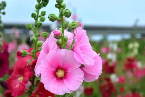 Cum să plantezi și să crești nalbe de grădină înalte. Reginele rustice ale grădinii de vară
