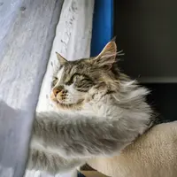 Colțuri de relaxare și confort pentru pisica ta