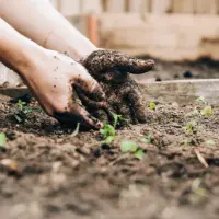 Importanța solului în grădinărit: baza unei grădini sănătoase