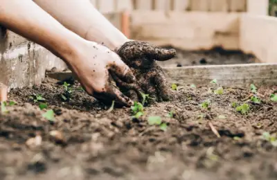 Importanța solului în grădinărit: baza unei grădini sănătoase