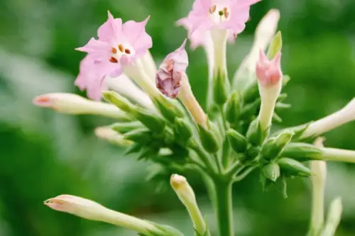 6 plante parfumate care infloresc seara