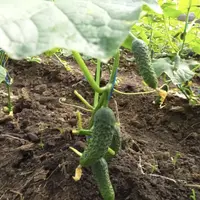 Plante ideale pentru a fi cultivate alături de castraveți