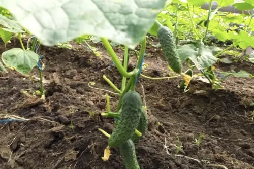 Plante ideale pentru a fi cultivate alături de castraveți