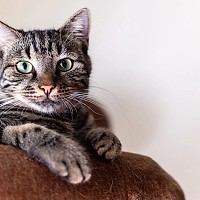 Furia fiscală lovește și animalele de companie. Pisicile, noul dușman al bugetului de stat