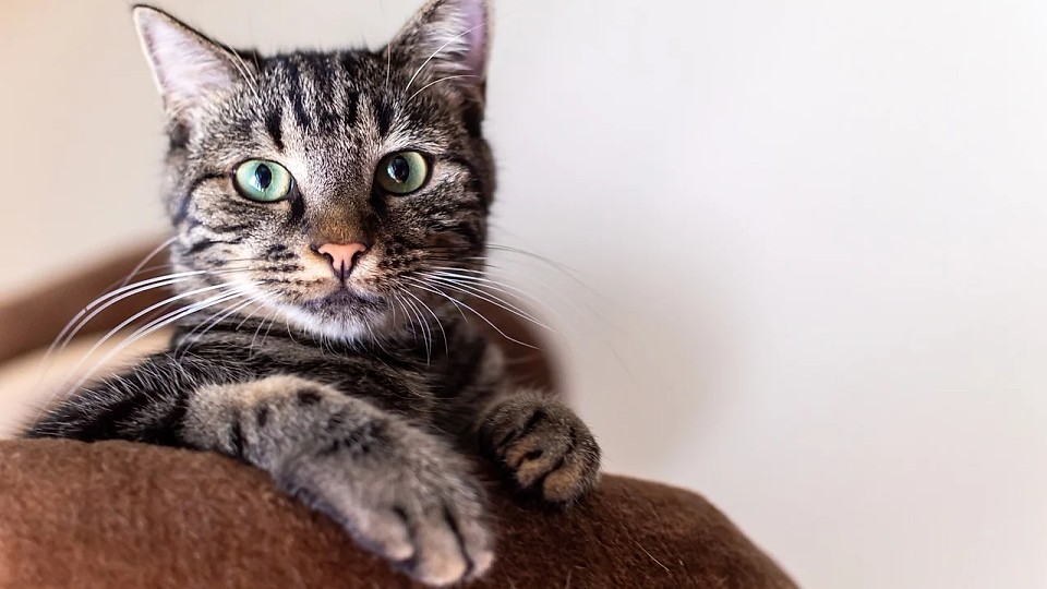Furia fiscală lovește și animalele de companie. Pisicile, noul dușman al bugetului de stat