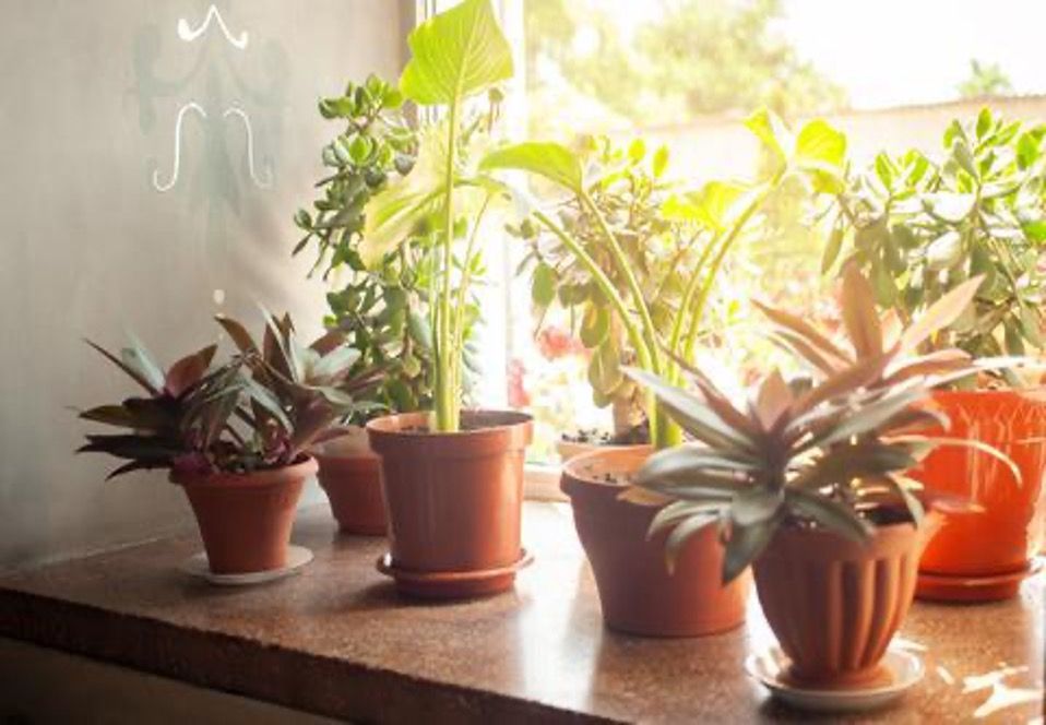 Cum să-ți protejezi plantele de caniculă: sfaturi pentru lunile toride