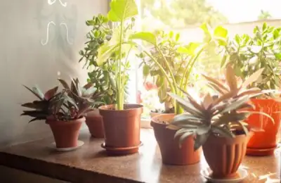 Cum să-ți protejezi plantele de caniculă: sfaturi pentru lunile toride