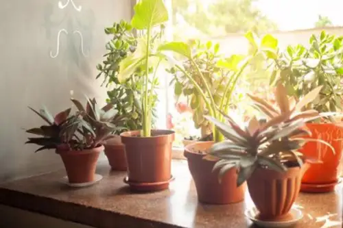 Cum să-ți protejezi plantele de caniculă: sfaturi pentru lunile toride