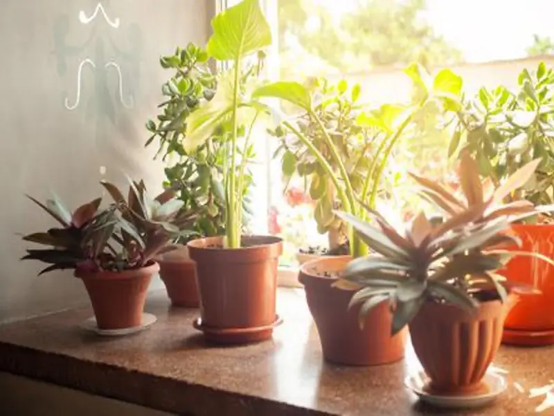 Cum să-ți protejezi plantele de caniculă: sfaturi pentru lunile toride