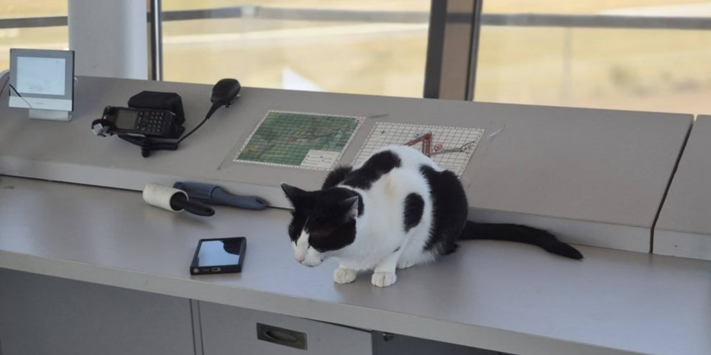 Turnul de veghe al felinelor. Anatomia unui paradox aviatic pe Aeroportul Tuzla