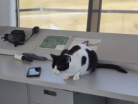 Turnul de veghe al felinelor. Anatomia unui paradox aviatic pe Aeroportul Tuzla