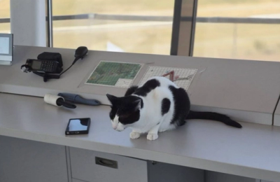 Turnul de veghe al felinelor. Anatomia unui paradox aviatic pe Aeroportul Tuzla