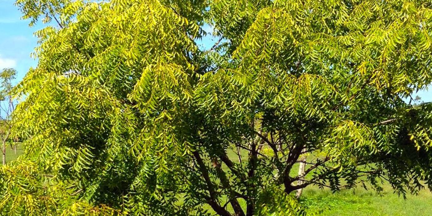 Copacul neem, copacul nobil al Indiei