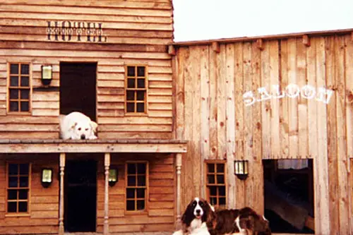 10 dintre cele mai inedite idei de casute pentru caini