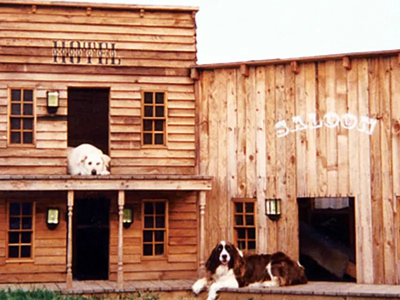 10 dintre cele mai inedite idei de casute pentru caini