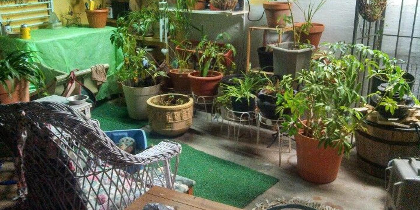 Grădina din pivniţă, soluţia pentru a ţine departe stresul