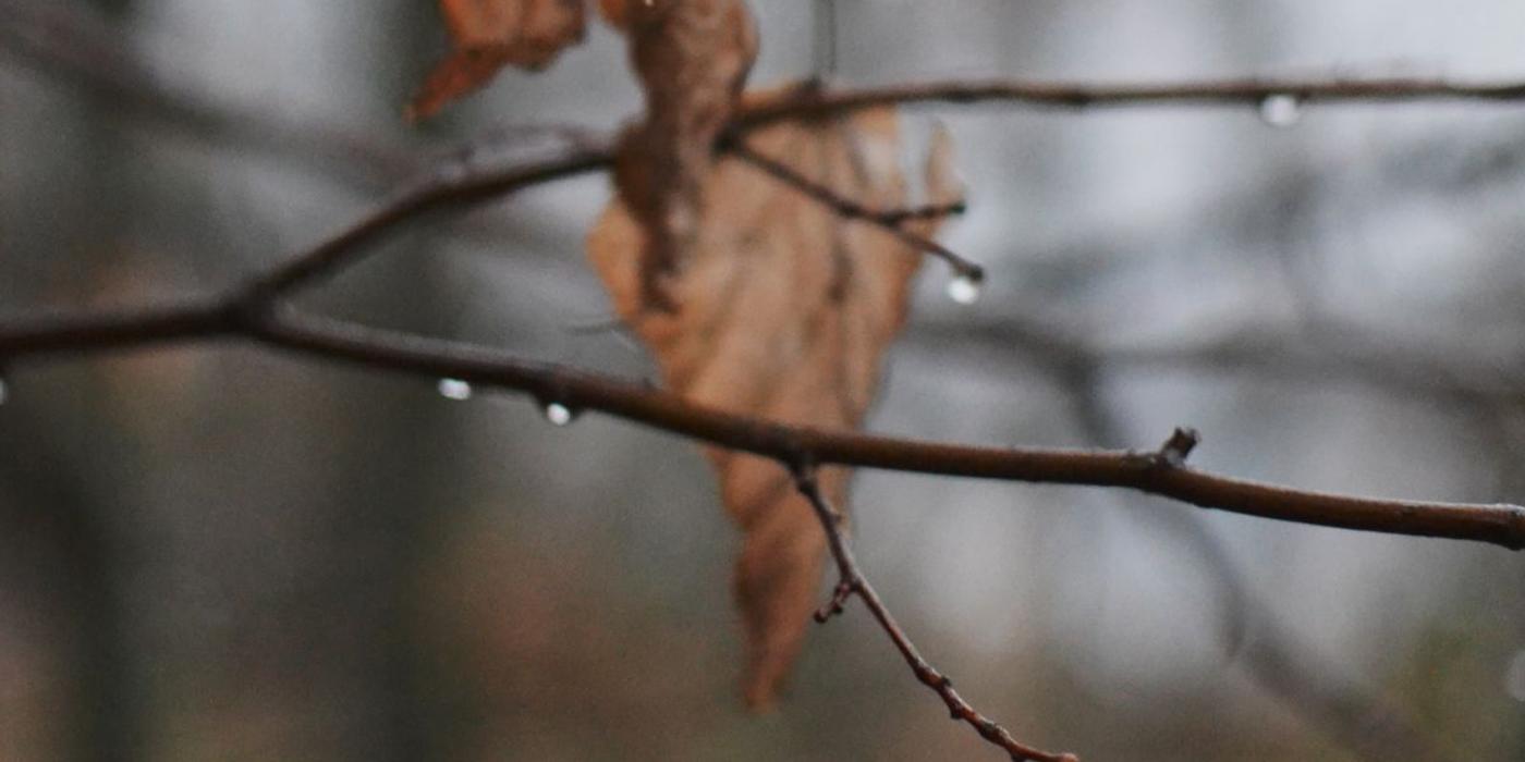 Tocătoarele de crengi își dovedesc utilitatea și eficiența încă din primele minute de funcționare!