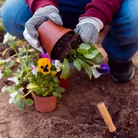 Ghid complet pentru grădinărit în luna Iunie: lucrări esențiale, sfaturi și plante medicinale