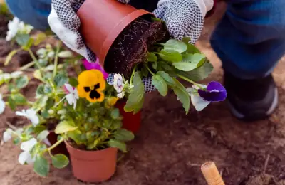 Ghid complet pentru grădinărit în luna Iunie: lucrări esențiale, sfaturi și plante medicinale