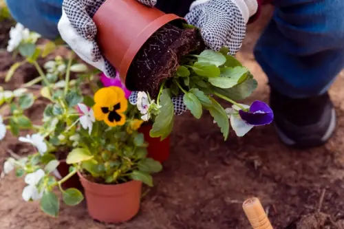 Ghid complet pentru grădinărit în luna Iunie: lucrări esențiale, sfaturi și plante medicinale