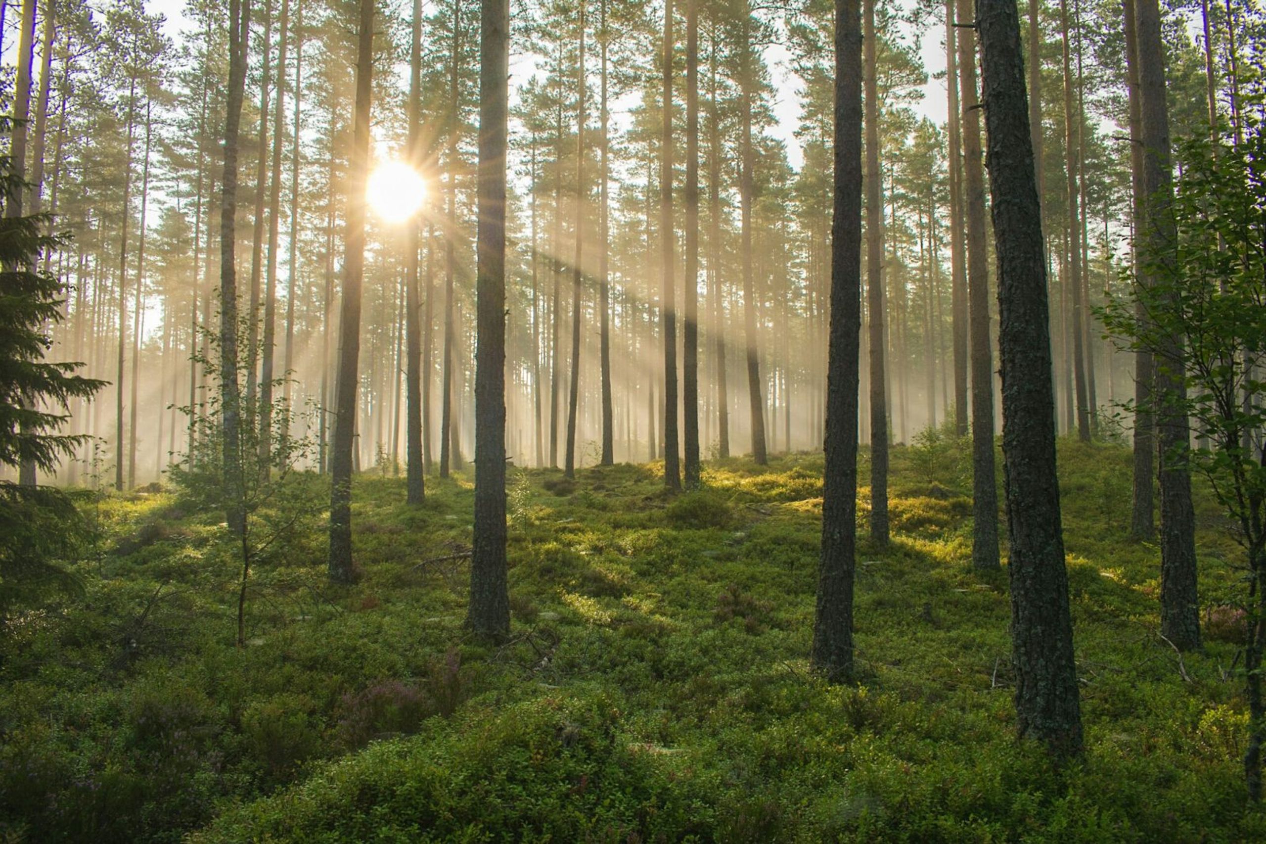 Soppsesongen er i gang! Les dette før du går på sopptur