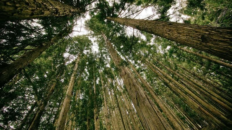 Foreign Qualification When Sales Teams Cross State Lines: Nexus Basics for Startups